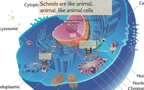 The School is an Animal, Animal, Animal Cell by Claire Reader on Prezi