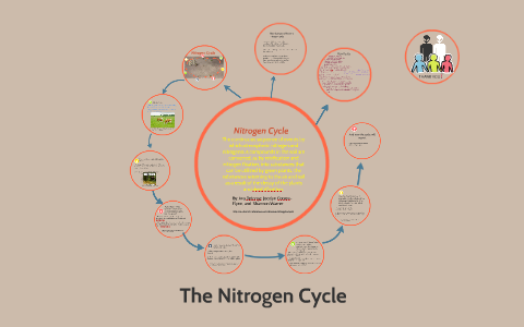 The Nitrogen Cycle by Ava Dejonge on Prezi