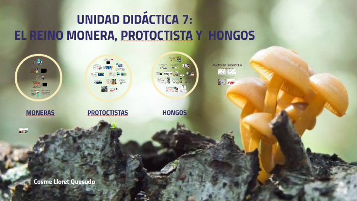 Ud7 El Reino Monera Protoctista Y Hongos By Cosme Lloret Quesada On Prezi