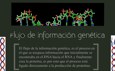 Flujo de información genética by rafa cuchacovich on Prezi