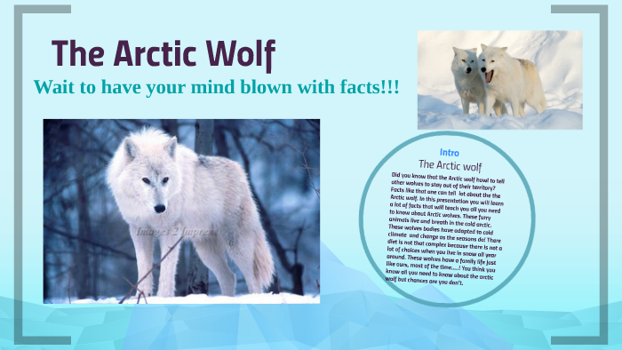 The Arctic Wolf by Jacqueline Petocz on Prezi