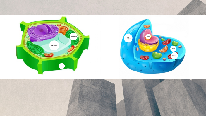 Plant and Animal cells by Mario Torres on Prezi