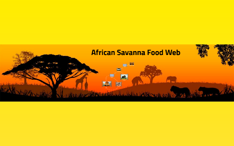 African Savanna Food Web by Alexandra Hummel