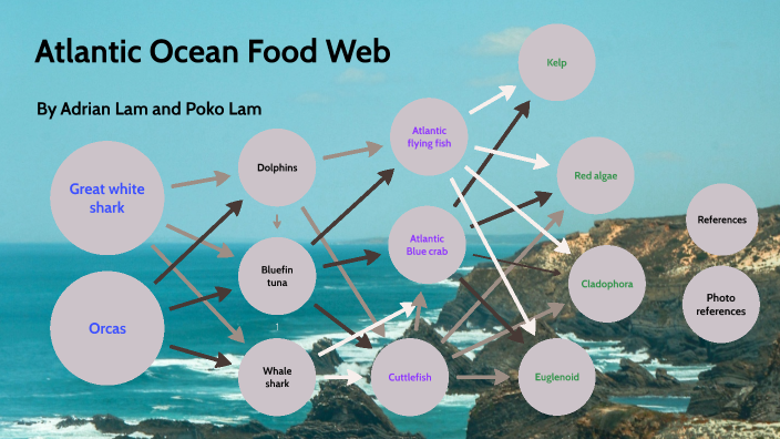 Atlantic Ocean Food Web By Lam Wui Chun G10g 15 On Prezi