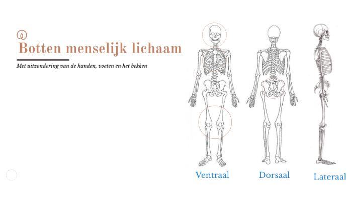 Botten Menselijk Lichaam By Rosanne Van Der Laan On Prezi