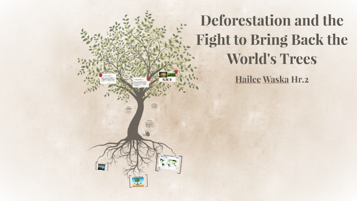 Deforestation and the Fight to Bring Back our Trees by Hailee Waska on ...