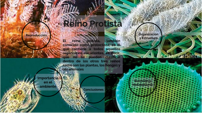 REINO PROTISTA by Sofia Espinoza on Prezi