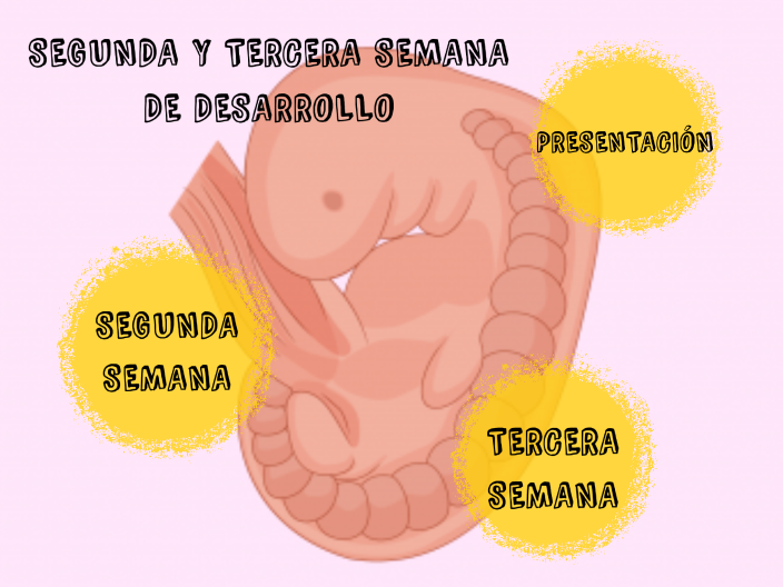 Segunda Y Tercera Semana De Desarrollo Embrionario