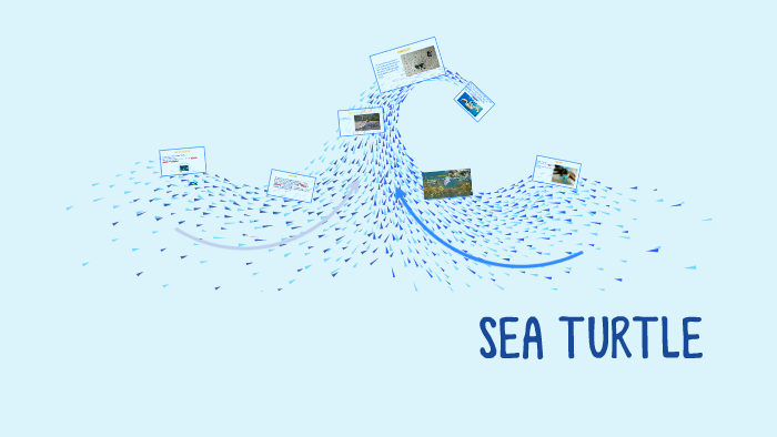 SEA TURTLE by Elena Giuliani on Prezi