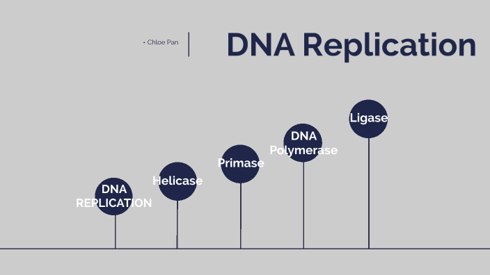 Dna Replication By Zhuolu Pan On Prezi Next 