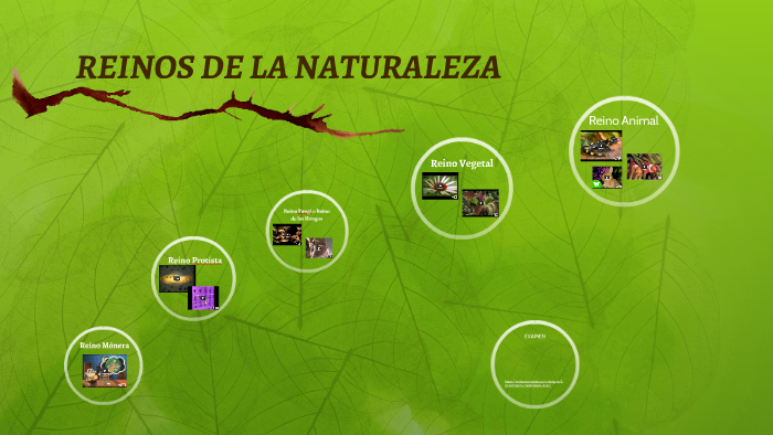 REINOS DE LA NATURALEZA by SANDRA GONZALEZ on Prezi