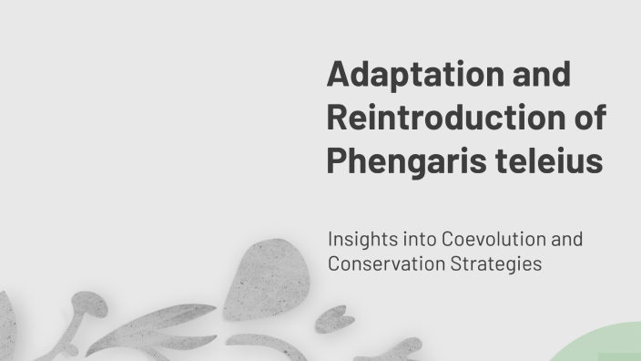 Adaptation and Reintroduction of Phengaris teleius by Daniel Sánchez ...