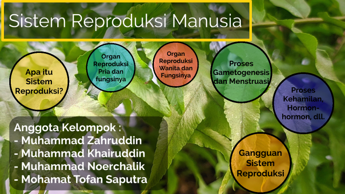 Ppt Ipa Sistem Reproduksi Pada Manusia By Muhammad Zahruddin On Prezi