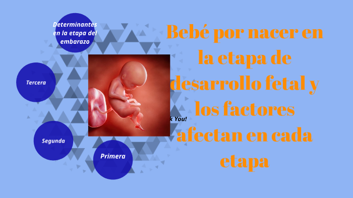 Linea ilustrativa del bebé por nacer en el desarrollo fetal by Sandra - A Las Cuantas Semanas Se Empieza A Mover El Bebe