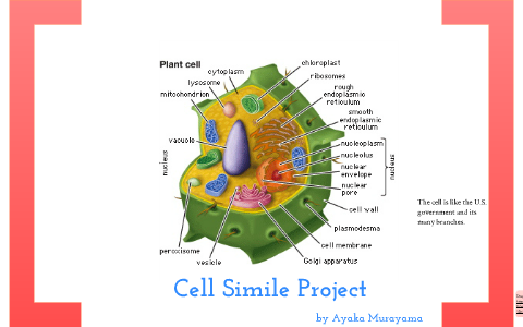 cell simile project by ayaka murayama on Prezi
