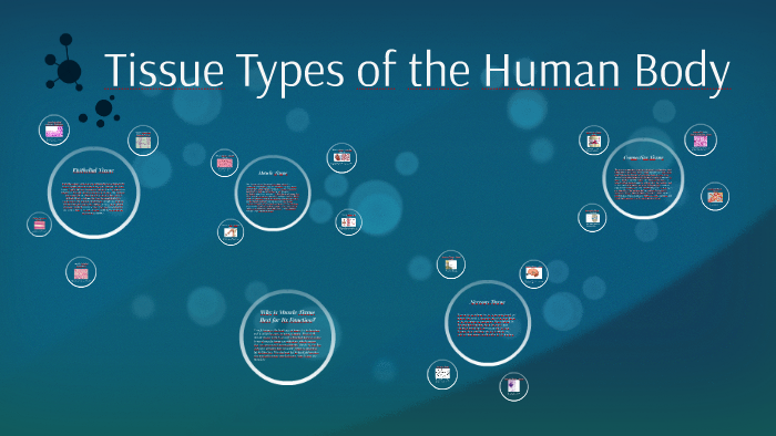 Tissue Types of the Human Body by Daniel Livengood on Prezi