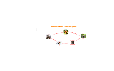 Food Chain of a Tarantula Spider by nathan moore on Prezi Biology Diagrams