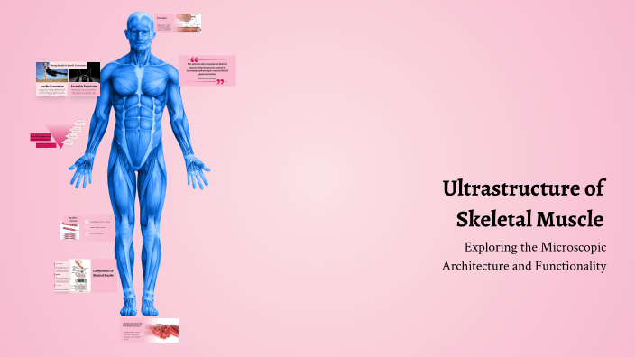 Ultrastructure of Skeletal Muscle by Ahmad Nawaz on Prezi