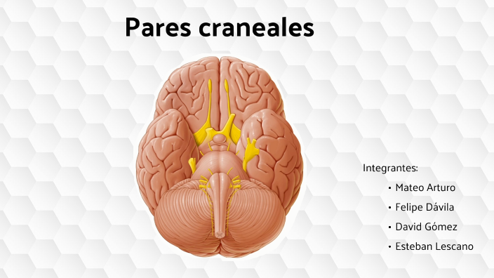 Pares craneales by domínica chaveta on Prezi