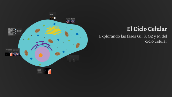 El Ciclo Celular by Jose Bermudez on Prezi