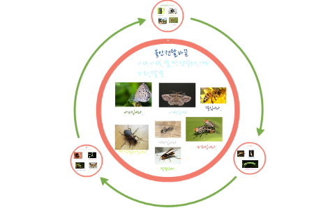 곤충의 한살이 by sebin Park on Prezi