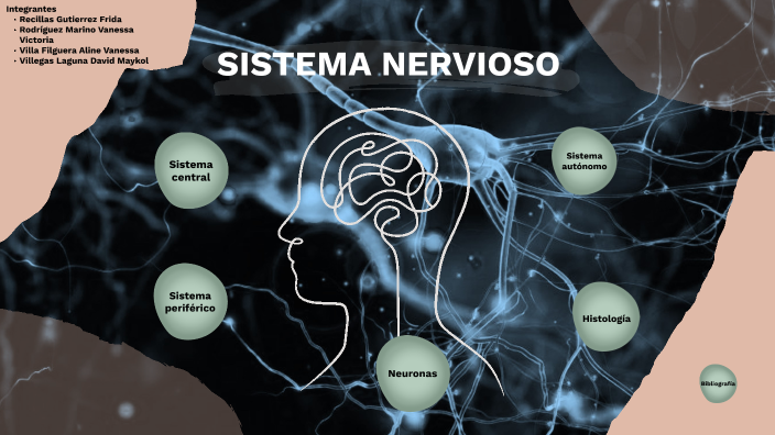 sistema nervioso parasimpático descansar y digerir