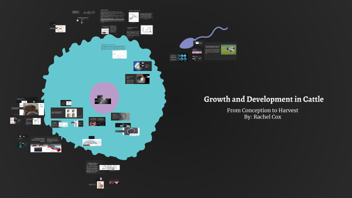 Growth and Development in Cattle (Conception to Harvest) by Rachel Cox ...