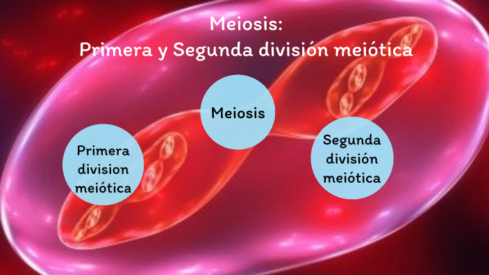 meiosis y primera división meiótica by Jonathan Anrango