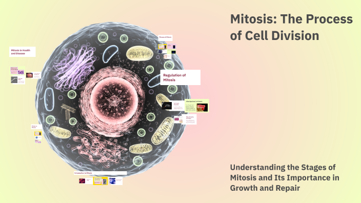 Mitosis: The Process of Cell Division by Mia Taguibao on Prezi