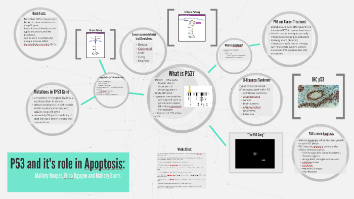 P53 Gene: Role in Apoptosis by Mallory Hooper on Prezi