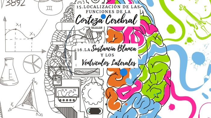 Corteza cerebral by Mariana Navidad on Prezi