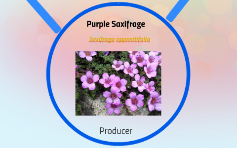 Arctic Tundra Food Web by Jackie Edinger on Prezi