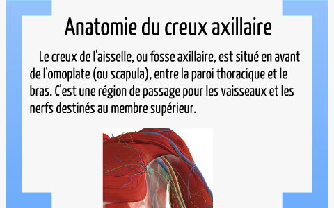 ANATOMIE DE L'AVANT-BRAS  Body anatomy, Anatomy, Anatomy and