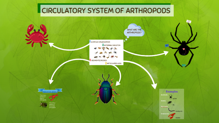 CIRCULATORY SYSTEM OF ARTHROPODS by sustenta IV