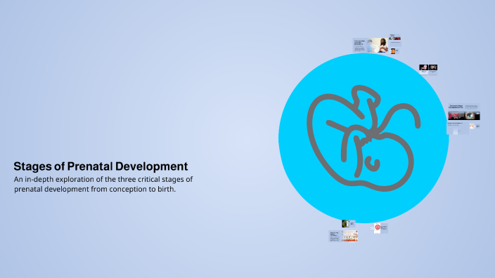 Stages of Prenatal Development by Ashleigh Louise Pangue on Prezi