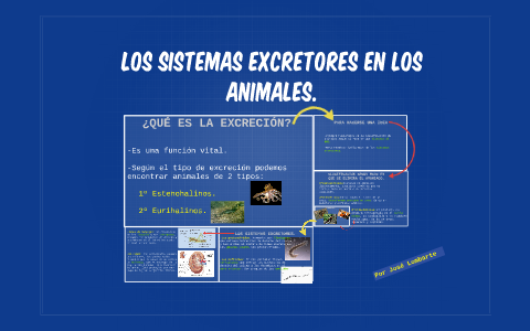 LOS SISTEMAS EXCRETORES EN LOS ANIMALES. by José Lombarte on Prezi