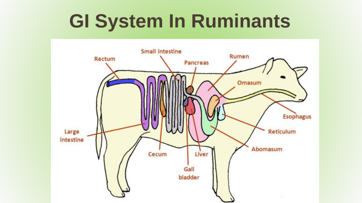 Sheep Ruminant Gi GI System In Ruminants by Kya Walton on Prezi