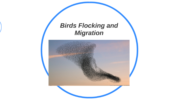 Birds Flocking and Migration by Harrison Price on Prezi