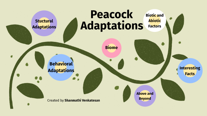 Peacock Adaptations by Shanmathi Venkatesan on Prezi