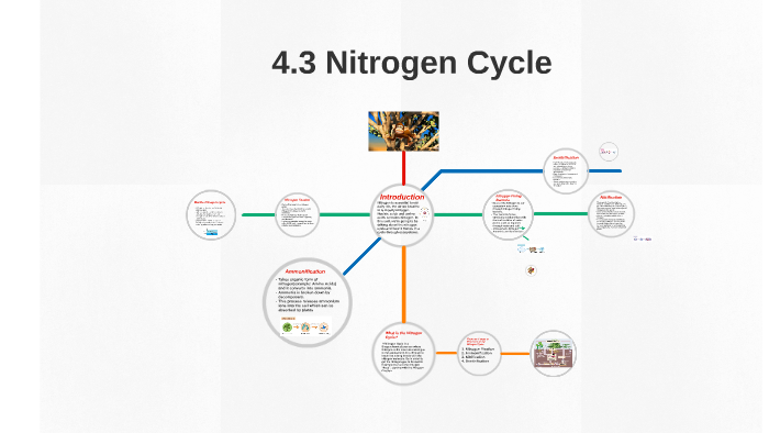 Nitrogen Cycle by Kevin Wang on Prezi