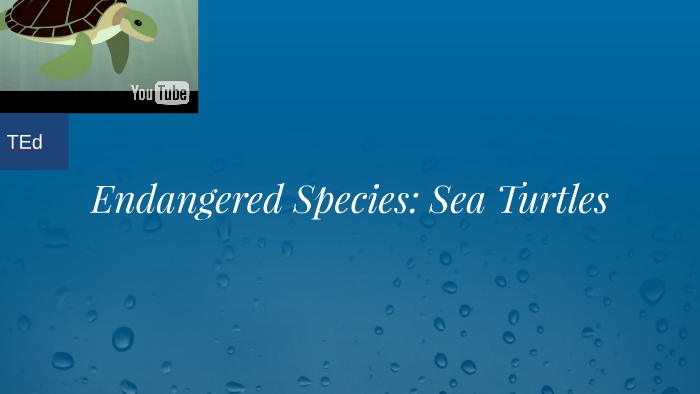 Endangered Species: Sea Turtles by Christine Hodge on Prezi