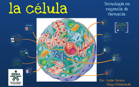 La Celula Y Su Organelos By Diego Armando PeÑaranda Lozano