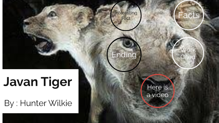 Javan Tiger (Extinct Tiger Species) by Hunter Wilkie on Prezi