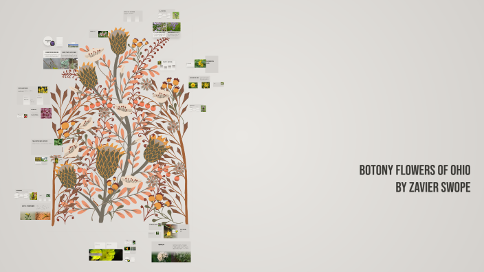 Characteristic Native Exploring Native Flowers: Characteristics and Habitats by javier shwope ...