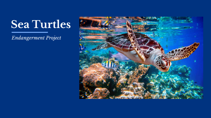 Sea Turtles by mikayla solomon on Prezi