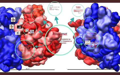 Ribozomet by sibora peca on Prezi