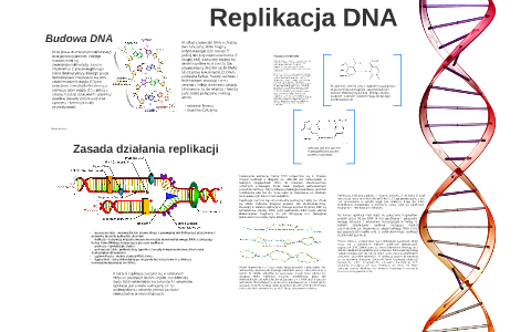 Replikacja DNA By Pawel Student On Prezi