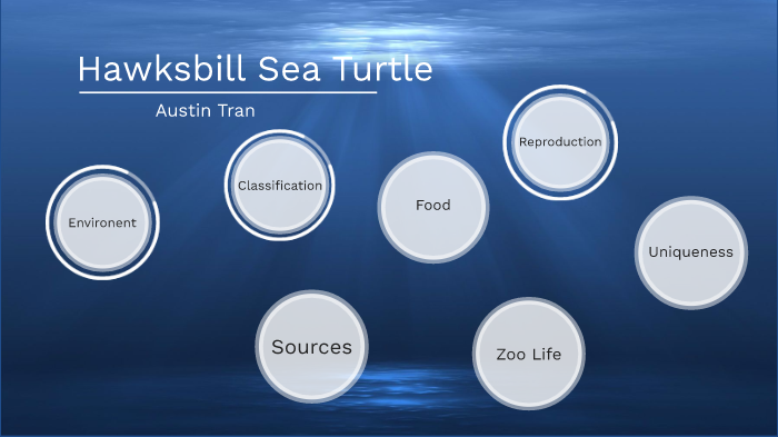 Hawksbill Sea Turtle by Austin Tran on Prezi