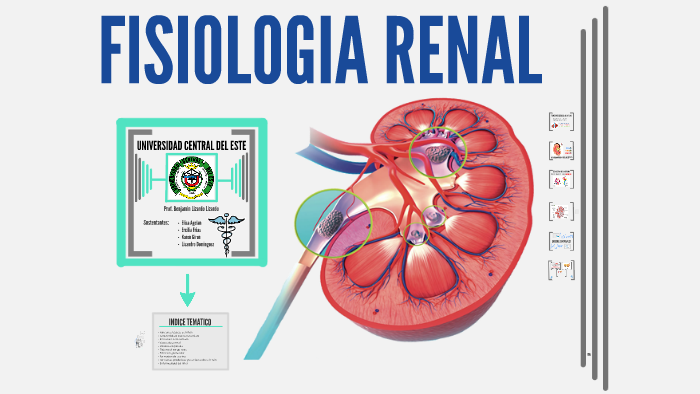 fisiologia renal