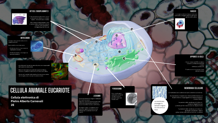 Cellula animale eucariote by Pietro Carnevali on Prezi